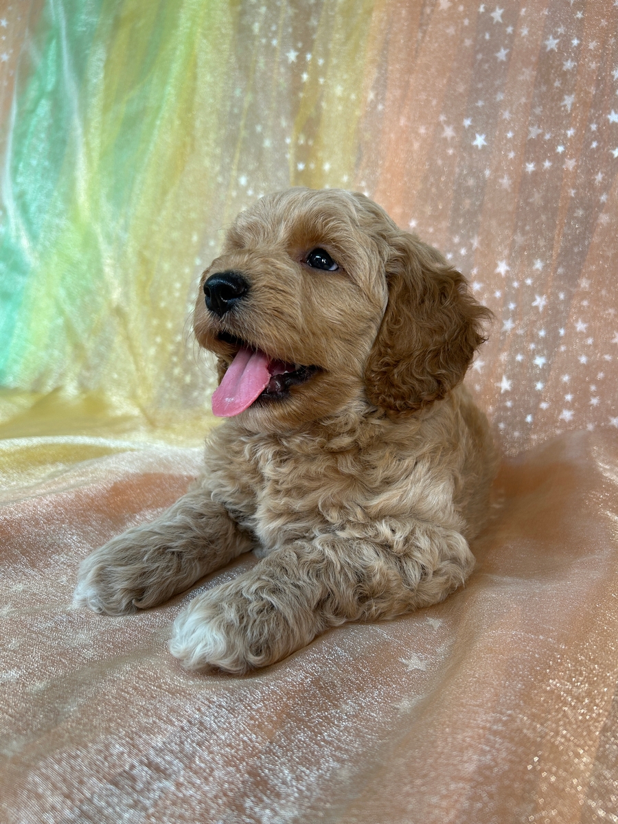 Male Cockapoo Puppy for Sale DOB 6-3-2025 $950
